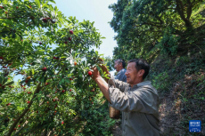 浙江慈溪：迎杨梅丰收季