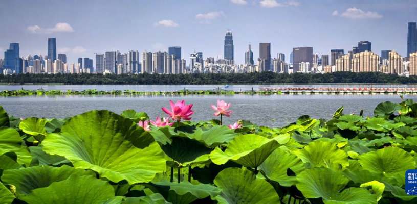荷风十里东湖夏 碧水长天入画来