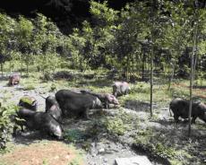 贵州台江：岩江小香猪特色养殖激活乡村  振兴新动能