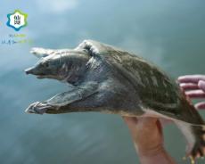 洞庭珍鳖走出水乡！仙湖农业以全链匠心擦亮汉甲鱼招牌