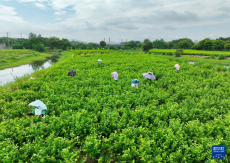 福州：非遗茶香赋能文旅新发展