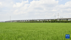 四川眉山：天府腹地一抹起伏“波浪”