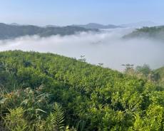 高山云雾出好茶 “壹方春早”桃江竹叶书写湘茶新风采