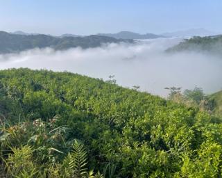 高山云雾出好茶 “壹方春早”桃江竹叶书写湘茶新风采