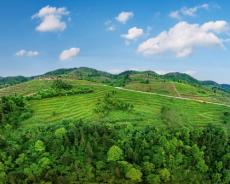湖南永顺县大丰生态农业深耕莓茶产业助力乡村振兴