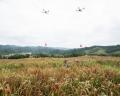 供销助力、科技赋能，天柱公闪小米迎来丰收季
