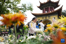 云南昆明：秋菊绽放