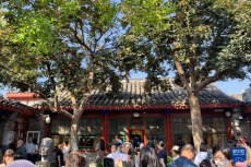 北京“丹柿小院”秋色引游人