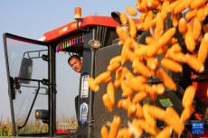 山东德州：秋粮收获忙